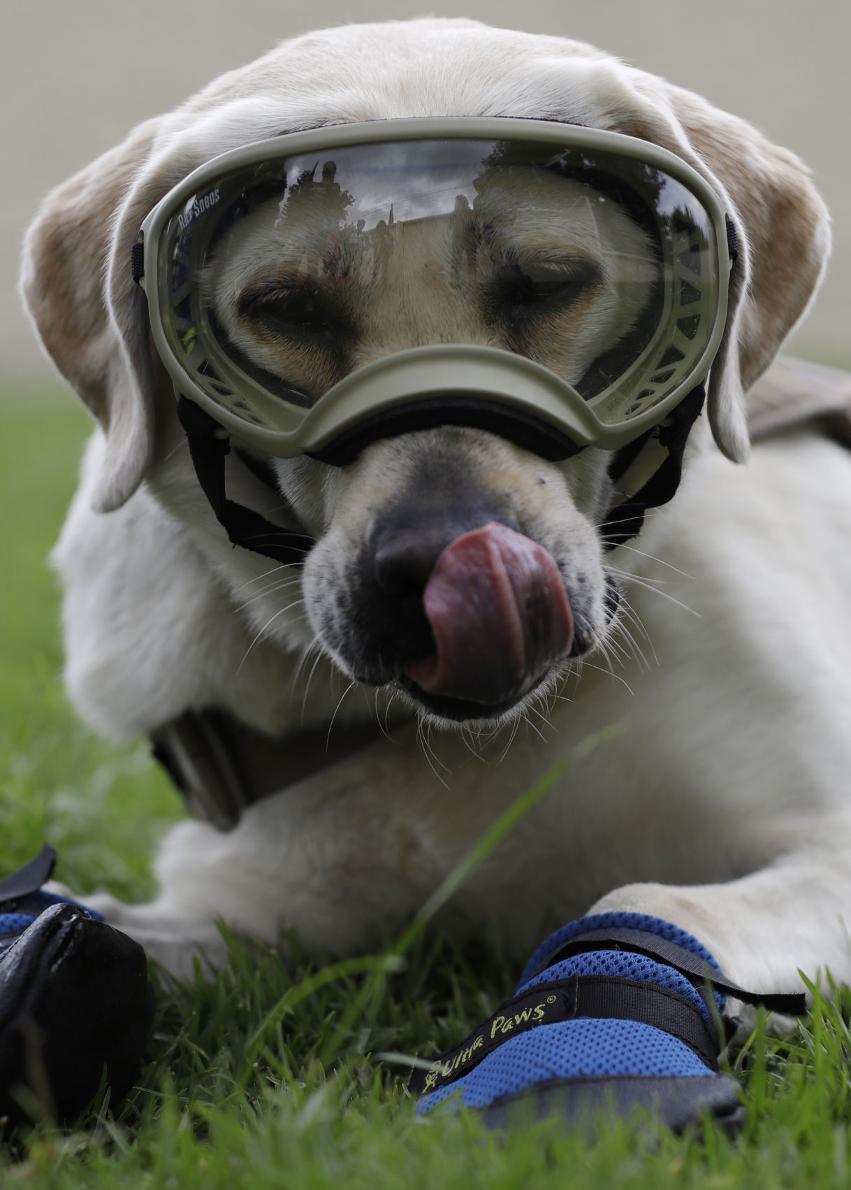 Mexico Quake Rescue Dog